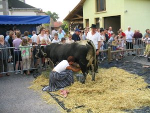 la vache